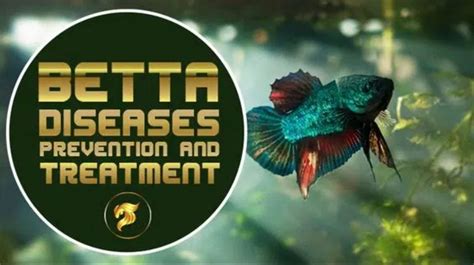 15 Common Betta Fish Diseases: Prevention and Treatment.